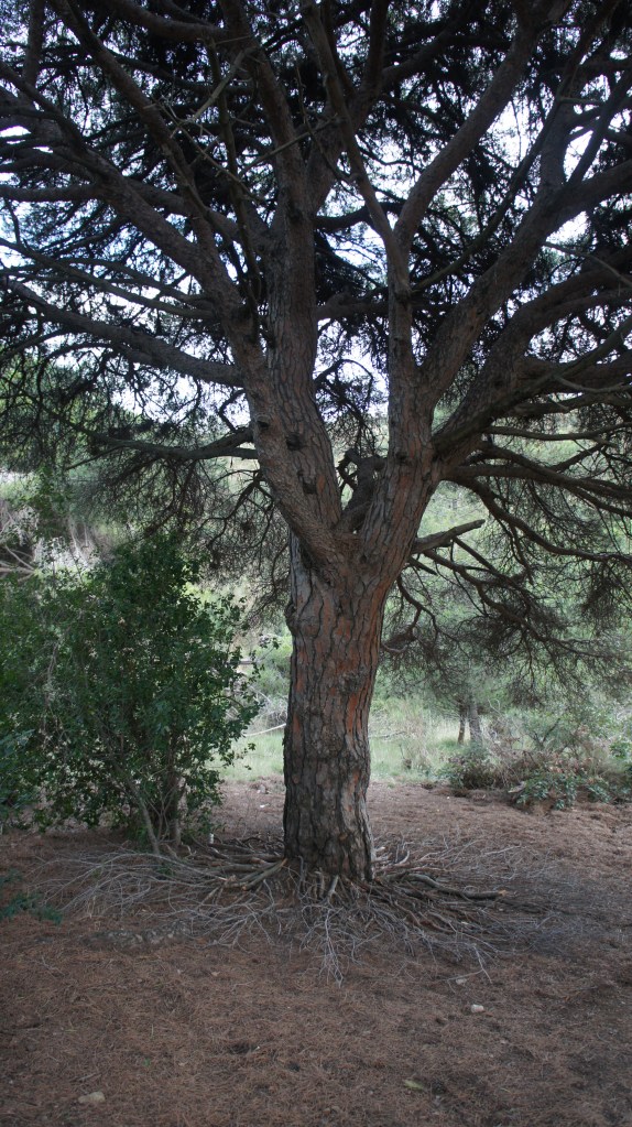 raizes (photo globale)