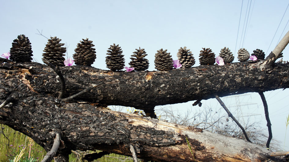 algunos niños que yo mostré mi intervencion se añaden flores - quelques enfants auxquels j'ai montré mon intervention y ajoutent des fleurs