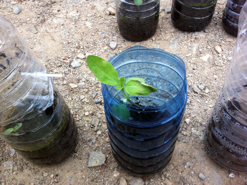 abro la partida superior del hibernadero asi la planta se desarolla - J'ouvre la partie supérieure de la serre ainsi la plante se développe 