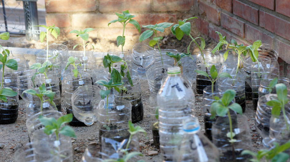 un pequeno bosque de girasoles crece saliendo de los hibernaderos - Une petite forêt de tournesols grandit sortant des serres