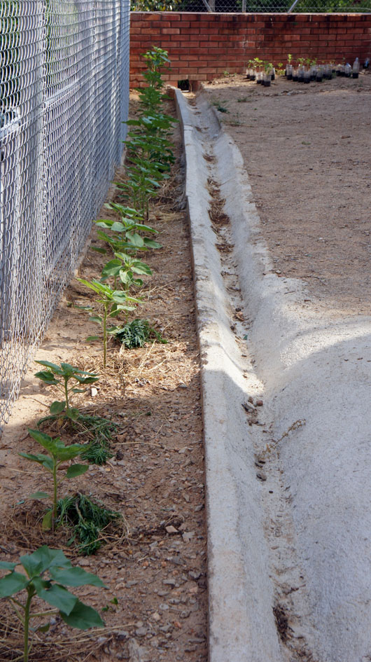 El 7 de mayo transplantamos las primeras plantas con los ninos - le 7 mai nous transplantons les premières plantes avec les enfants