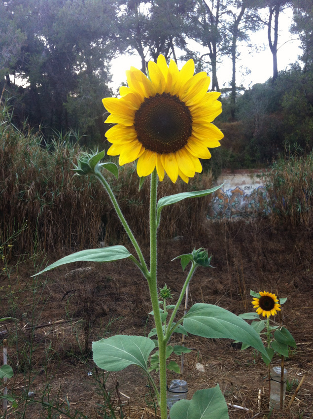 La mas grande - La plus grande 13.08.2015