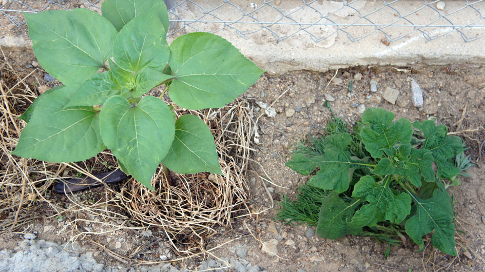 dos tipos de girasoles : helianthus con flora unica y Tithonia rotundifolia (Mexico) - deux types de tournesols : helianthus à fleur unique et Tithonia rotundifola  (Mexique)