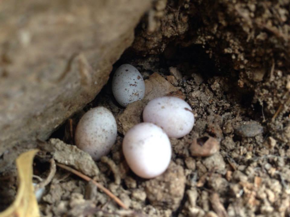 19.07 arbol tierra huevos