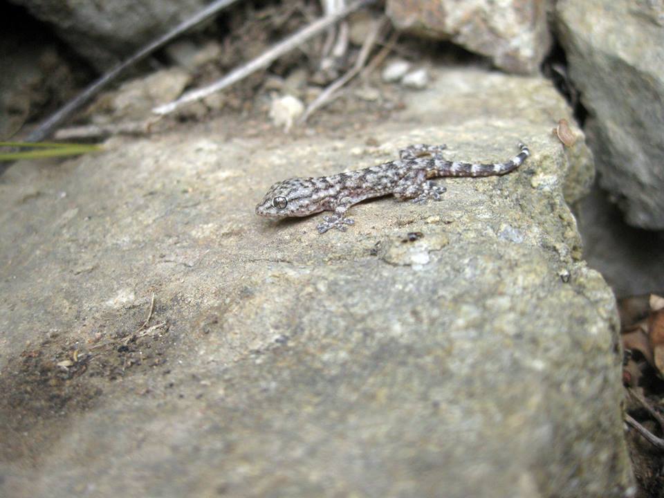 19.07 arbol tierra salamandra