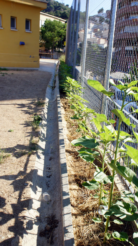 ...y poco a poco una linea de mas 50 plantas aparece... - Et peu à peu une ligne de plus de 50 plantes apparaît...