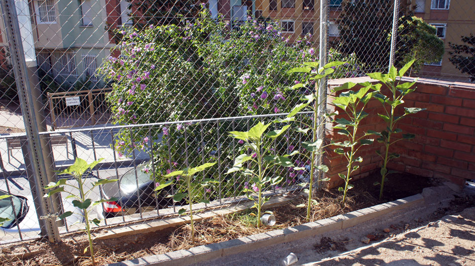 inicialmente las primeras plantas son mas grande et crecen rapidamente... - Initialement les premières plantes son plus grandes et poussent rapidement. 