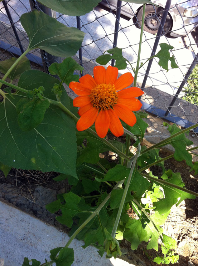 ...por la forma,  la altura y la color! - pour la forme, la grandeur et la couleur!