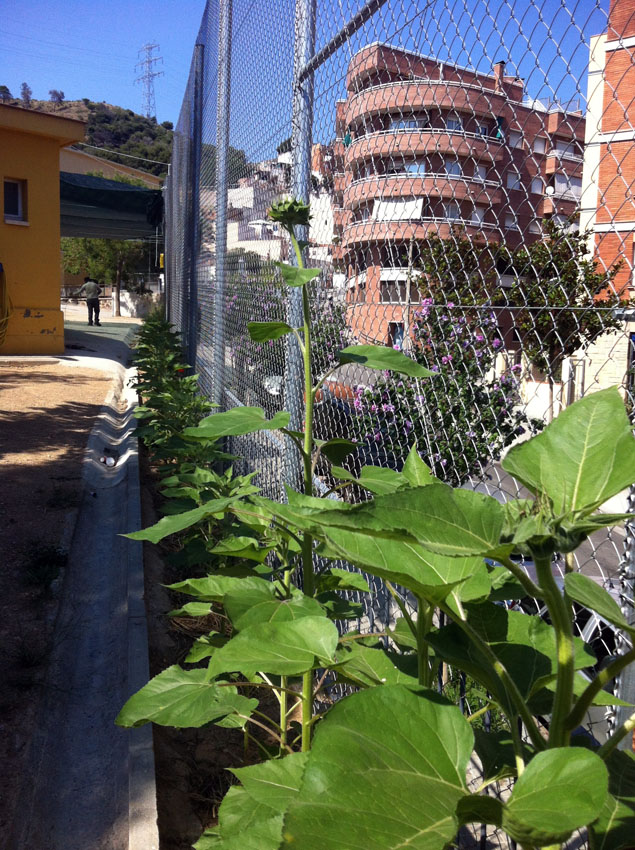 la plantas se desatollan - les plantes se développent