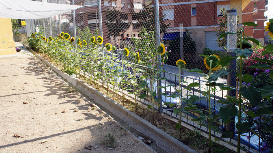 la mayoridad de las flores se abran en el mismo momento... - la majorité des fleurs s'ouvrent au même moment...