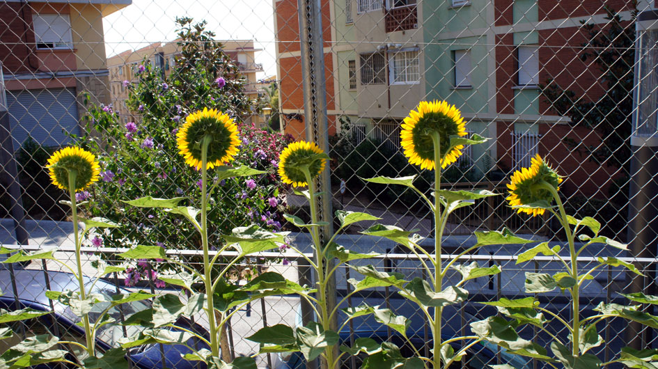  y se encienden con el sol al final del día  - et sont éclairés par le soleil de fin de journée