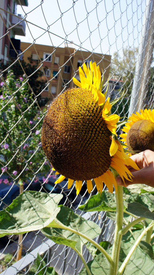 con una diferencia importante... - avec une différence importante...