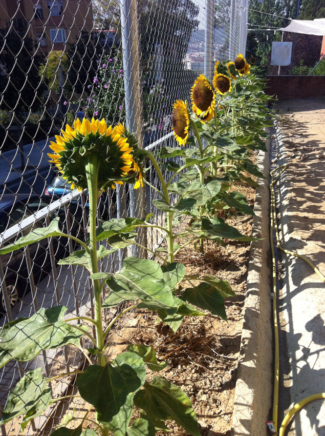 ...y casi todas miran al este... - ...et quasi toutes regardent à l'est...