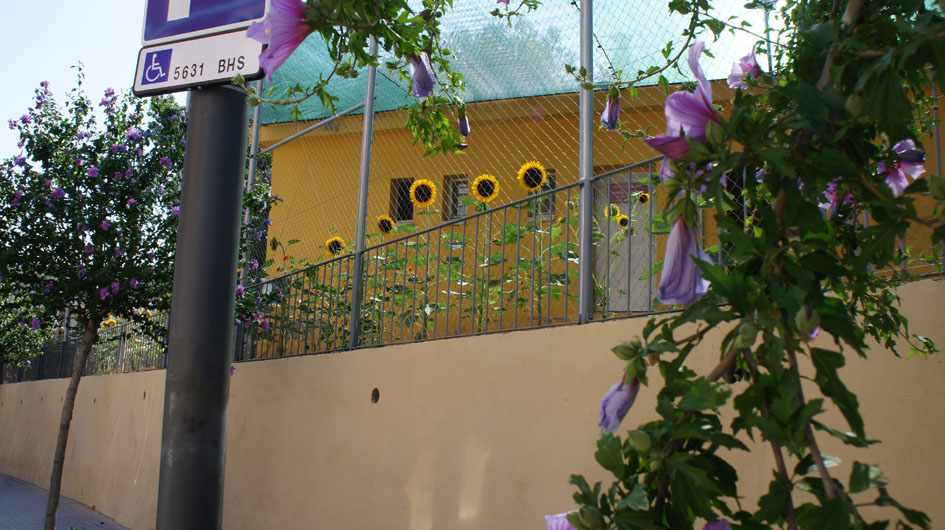 ils entrent en dialogue coloré avec d'autres fleurs - entran en diálogo de colores con otras flores 