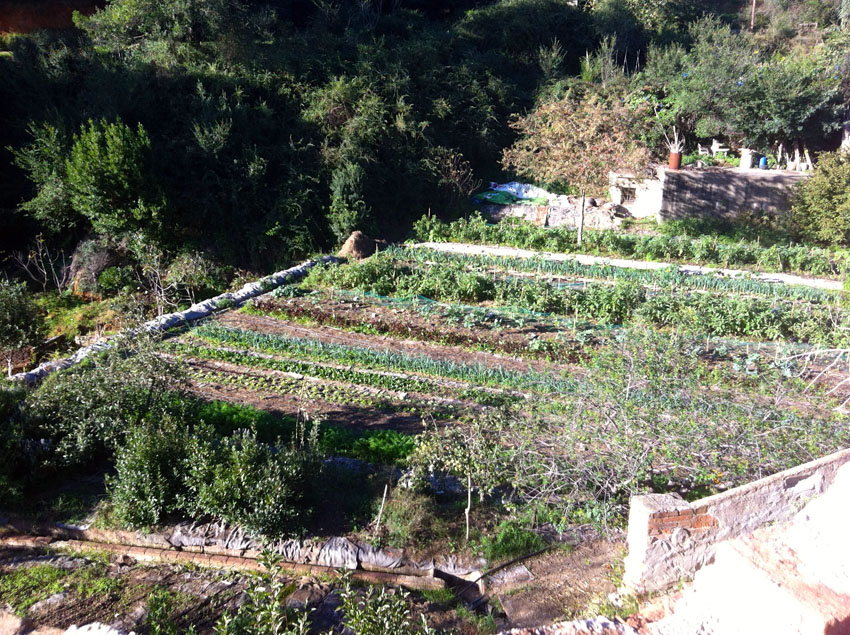 huerto principal de la vivienda - potager principal de la communauté