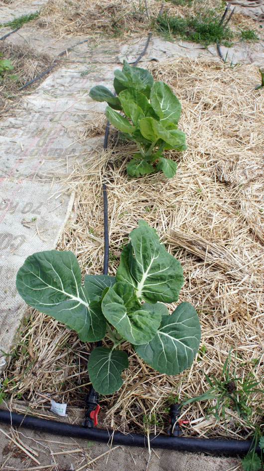 2 cols, . el huerto no esta utilizado a su potencial, falta de grupos y de tiempo - 2 choux, le potager n'est pas utilisé à son potentiel, manque de groupes et de temps.