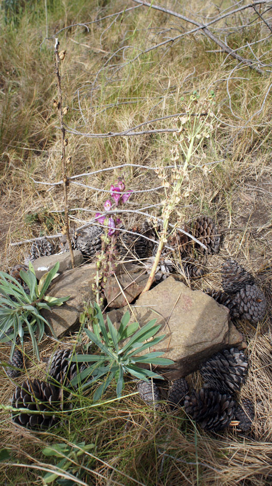 una intervencion muy delicada de 3 ninos - une intervention très délicate de 3 garçons