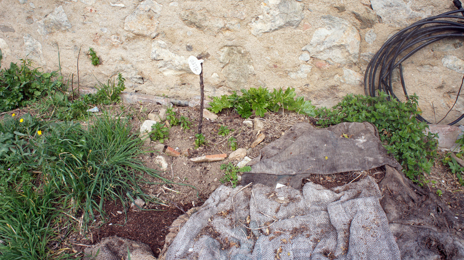 la esquina de las plantas aromaticas y medicinales - Le coin des plantes aromatiques et médicinales