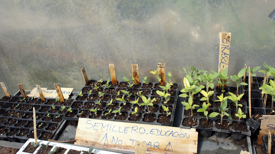 hasta que las primeras plantas son lo suficientemente grandes como para ser trasplantado en el huerto. - jusqu'au moment où les premières plantes sont assez grandes pour être transplantées dans le potager.