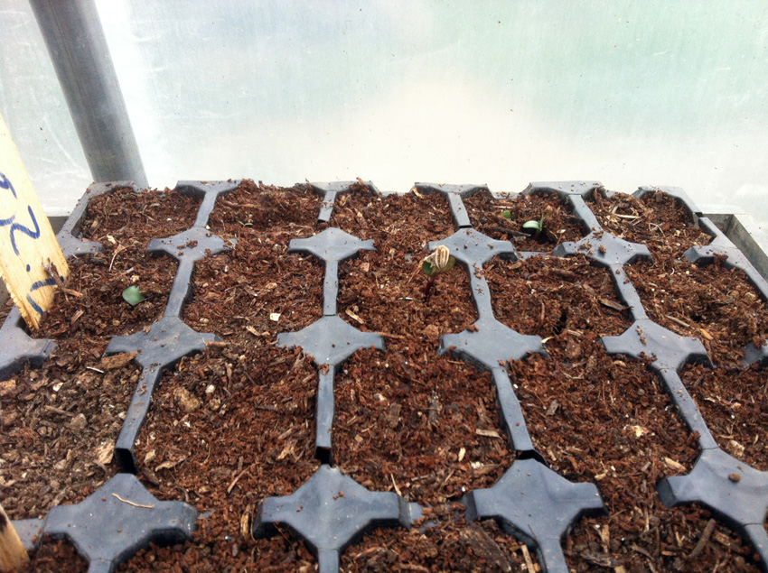  para germinar lentamente siguiendo el ritmo de plantaciones (Lunes / Miércoles / Viernes) - pour germer peu à peu au rythme des plantations suivantes (lundi/mercredi/vendredi) pendant 6 semaines (mars/avril).