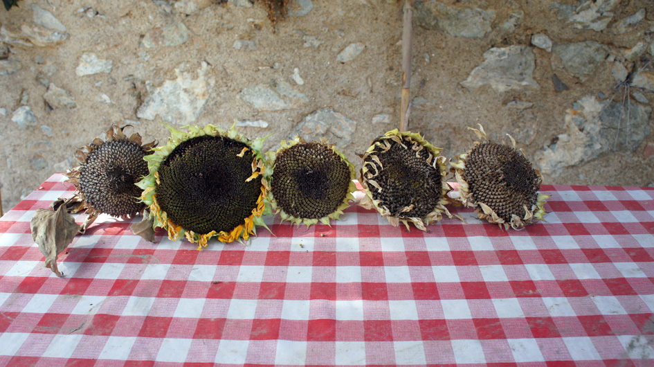 y la cosecha de la semilla para el futuro - et la récolte des graines pour le futur