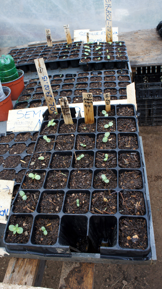 Las plantaciones son anticuadas y organizadas por la línea (10 semillas / 2 líneas por fecha). - Les plantations sont datées et organisées par ligne (10 graines/2 lignes par date).