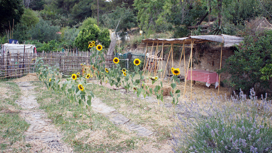 A su pico de floración - la floraison a son pic 